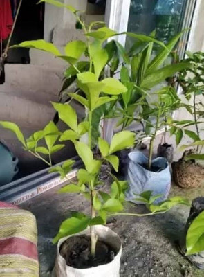 ARYAN EVERGREEN Bel Plant(Hybrid, Pack of 1)