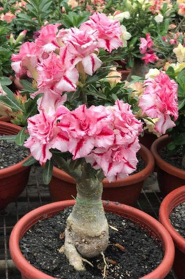MiracleGarden Adenium Plant(Hybrid, Pack of 1)