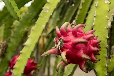 MAMONI TRADERS Dragon Tree(Hybrid, Pack of 1)