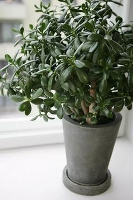 MAITRA AND SONS Jade Plant(Pack of 1)