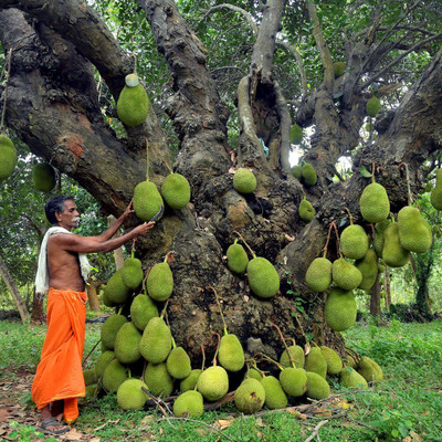 Leafyjoy Jackfruit Plant(Hybrid, Pack of 1)