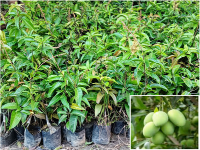 KrishnaNursery Mango Plant(Hybrid, Pack of 1)
