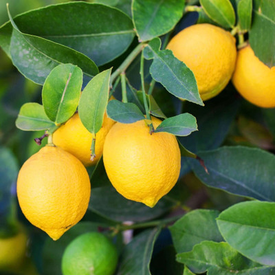 Flipkart SmartBuy Lemon Nimboo Seed(20 per packet)