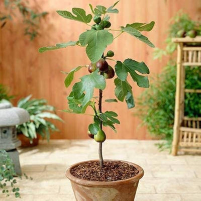 Cloud Farm Gular/Cluster Fig Plant(Hybrid, Pack of 1)