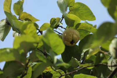 BEWPOLENA Guava Plant(Hybrid, Pack of 1)