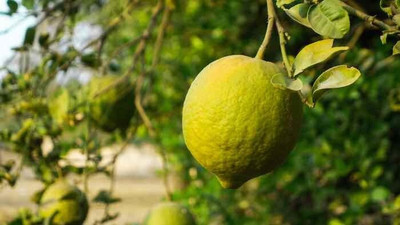 EliteGreen Lemon Plant(Hybrid, Pack of 1)