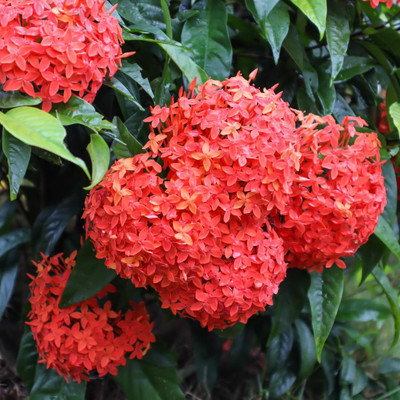 SNKM Ixora Plant(Hybrid, Pack of 1)