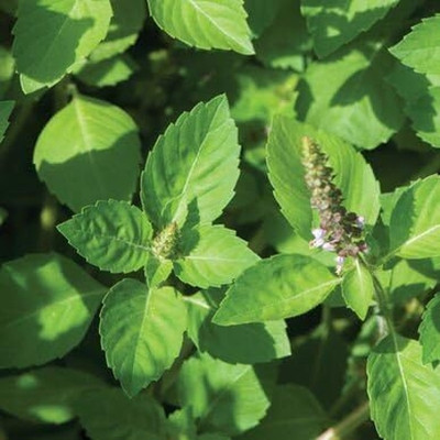 LPR TULSI, BASIL SEEDS Seed(20 per packet)