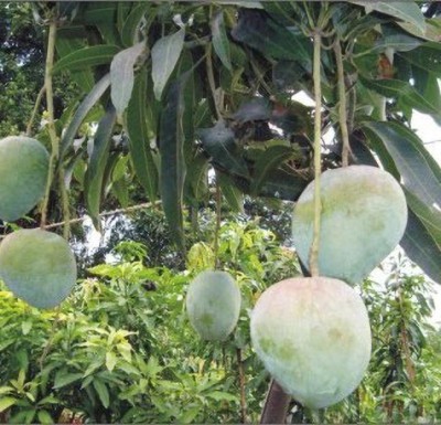 Fruitful Mango Plant(Hybrid, Pack of 1)