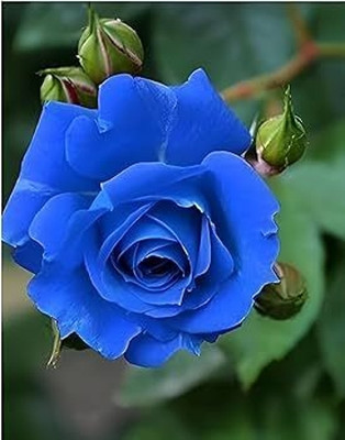 GISLENUS Rose Plant(Hybrid, Pack of 1)