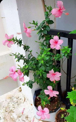 planttrrarium Hibiscus Plant(Hybrid, Pack of 1)