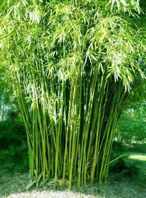 KUMUBON Two Layer Bamboo Plant(Hybrid, Pack of 1)