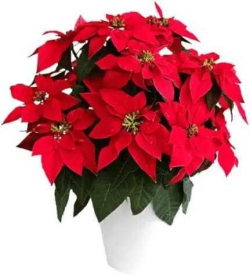 BUILDGREEN Poinsettia Plant(Hybrid, Pack of 1)