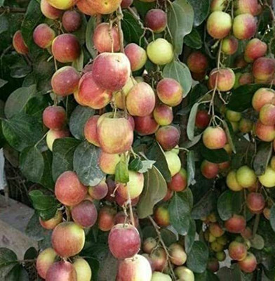 Bakuchi Ber Apple Plant(Hybrid, Pack of 1)
