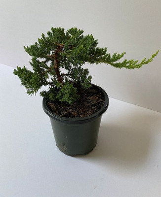 junipersh Juniper Plant(Pack of 1)
