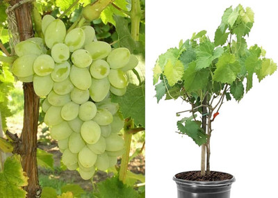GLOBQRO Grape Plant(Hybrid, Pack of 1)