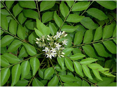 saraswati traders Curry Leaf Plant(Hybrid, Pack of 1)