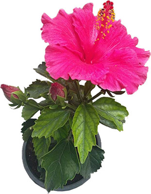 rimi Hibiscus Plant(Hybrid, Pack of 1)