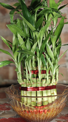 GroWgaach Lucky Bamboo Plant(Hybrid, Pack of 1)