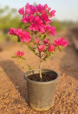 KS TRADERS Baugainvillea Plant(Hybrid, Pack of 1)