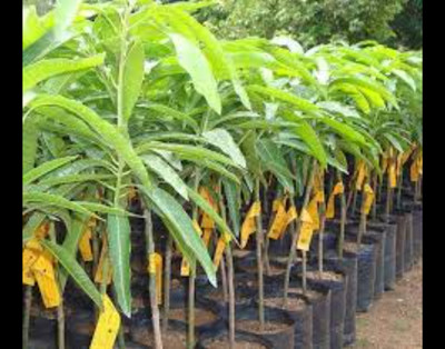 GreenyOn Mango Plant(Hybrid, Pack of 1)