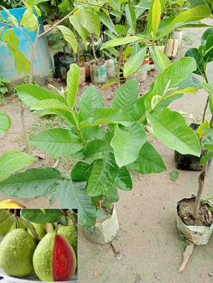 KrishnaNursery Guava Plant(Hybrid, Pack of 1)