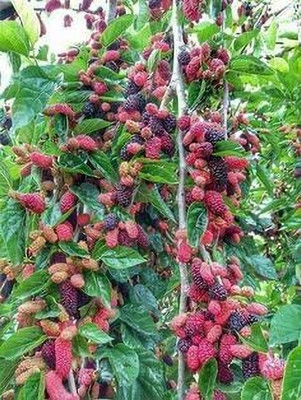 MAITRA AND SONS Shahtoot/Mulberry Plant(Hybrid, Pack of 1)