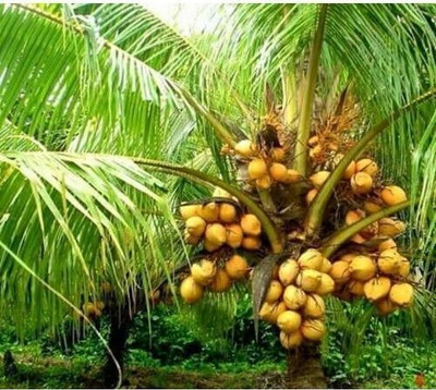 AFARTIOBINA Coconut Plant(Hybrid, Pack of 1)