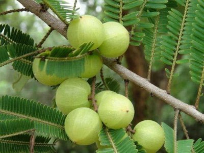 KUNUBON Amla Plant(Hybrid, Pack of 1)