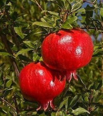 Cloud Farm Pomegranate Plant(Hybrid, Pack of 1)