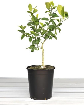 AloGardening Lemon Plant(Hybrid, Pack of 1)