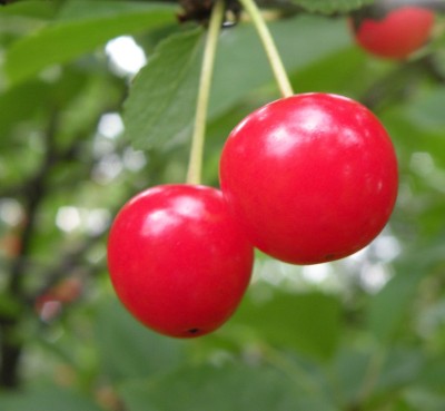 RudraECOM Cherry Fruit Plant(Hybrid, Pack of 2)