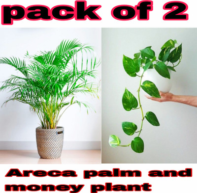 AMBRUZZ Areca Palm(Hybrid, Pack of 2)