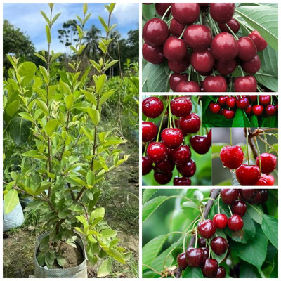 Cloud Farm Cherry Fruit Plant(Hybrid, Pack of 1)