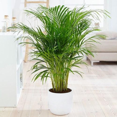 PB EVERGHREEN Areca Palm(Pack of 1)