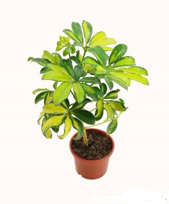 BUILDGREEN Schefflera Plant(Hybrid, Pack of 1)