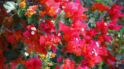 ALOCHUZ Bougainvillea Plant(Hybrid, Pack of 1)