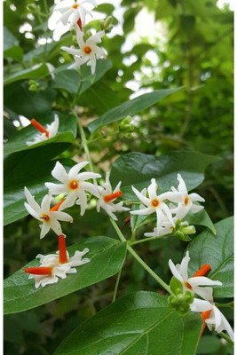 JASMINE Night Bloom Jasmine Plant(Hybrid, Pack of 1)