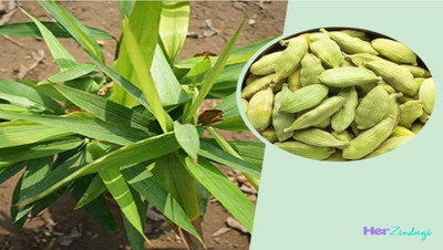 rimi Elaichi/Cardamom Plant(Hybrid, Pack of 1)