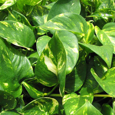 LeafLinkPlants Money Plant(Hybrid, Pack of 1)