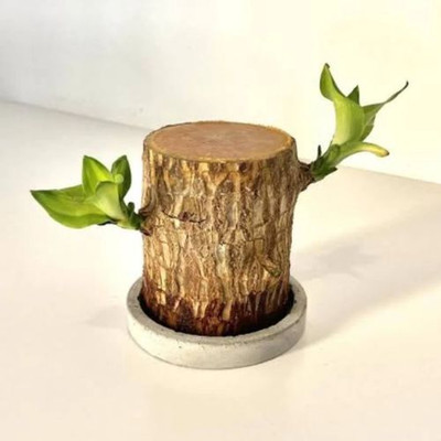 RADHE SALES Mini Brazalian wood(Hybrid, Pack of 1)
