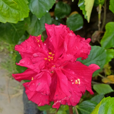 Cloud Farm Hibiscus Plant(Hybrid, Pack of 1)