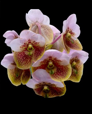 Divine Blossoms Orchid Plant(Hybrid, Pack of 1)