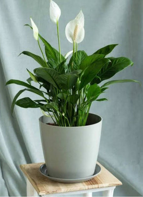 KNursery Peace Lily Plant(Hybrid, Pack of 1)