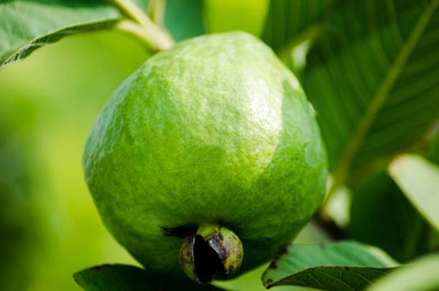 BEWPOLENA Guava Plant(Hybrid, Pack of 1)
