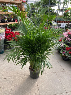 Areca Plam Areca Palm(Hybrid, Pack of 1)