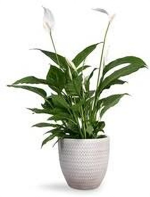 MAITRA AND SONS Peace Lily Plant(Hybrid, Pack of 1)