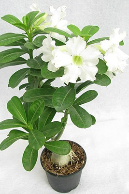 MondalNursery Adenium Plant(Hybrid, Pack of 1)