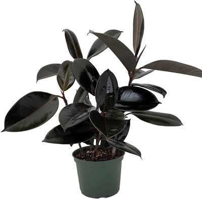 Globalplants Rubber Tree(Hybrid, Pack of 1)
