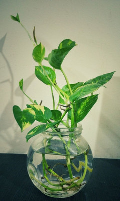 Cloud Farm Money Plant(Hybrid, Pack of 1)
